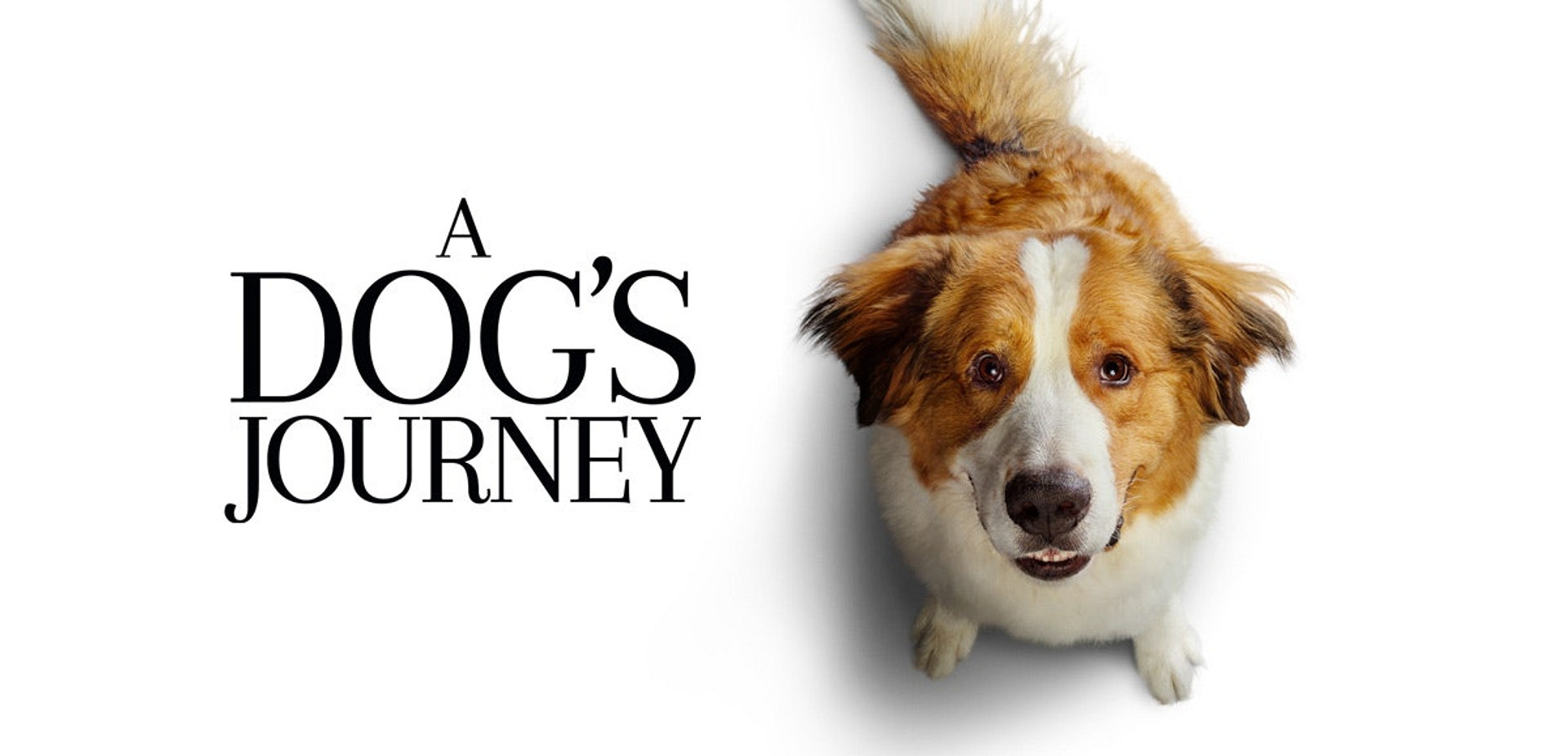 A Dog's Journey