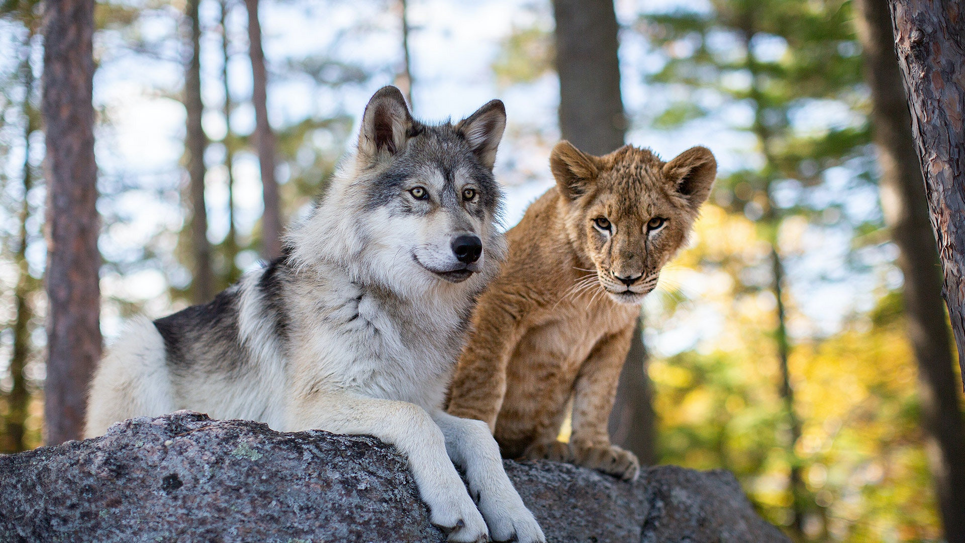 The Wolf And The Lion