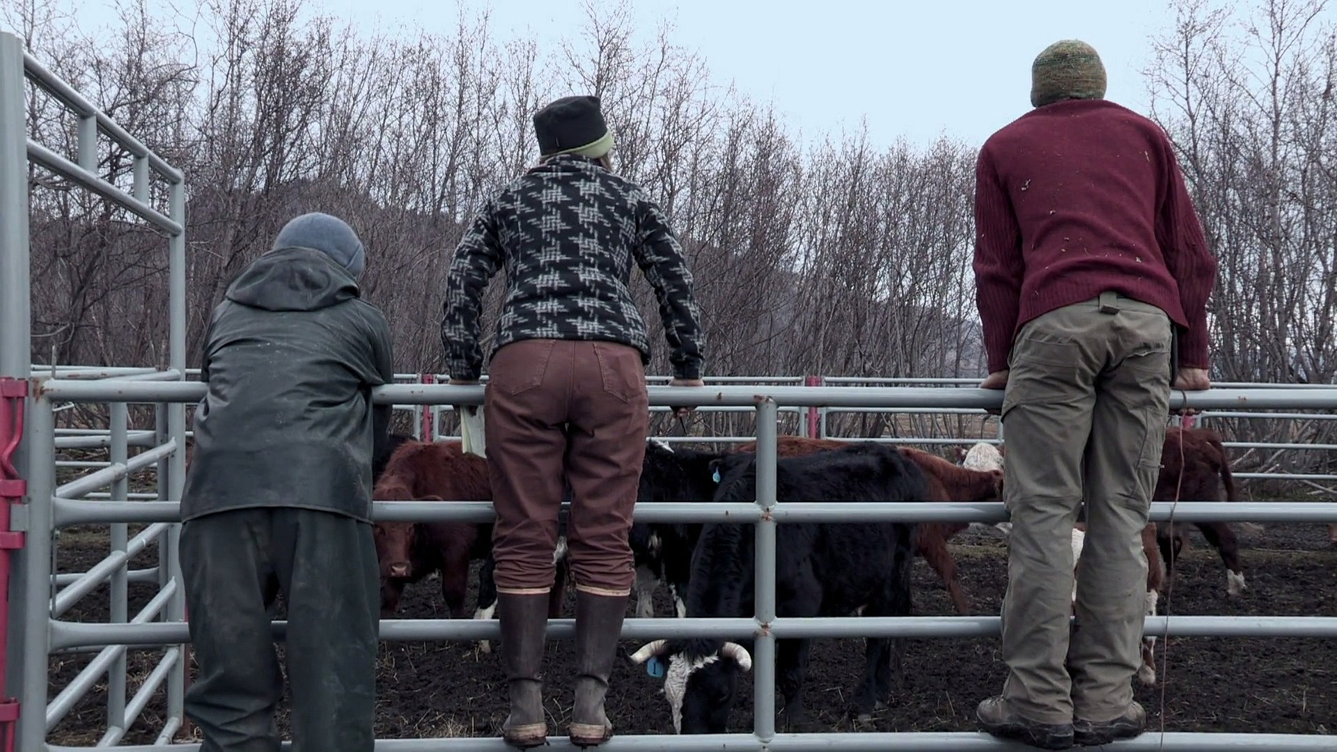 Cattle Drive