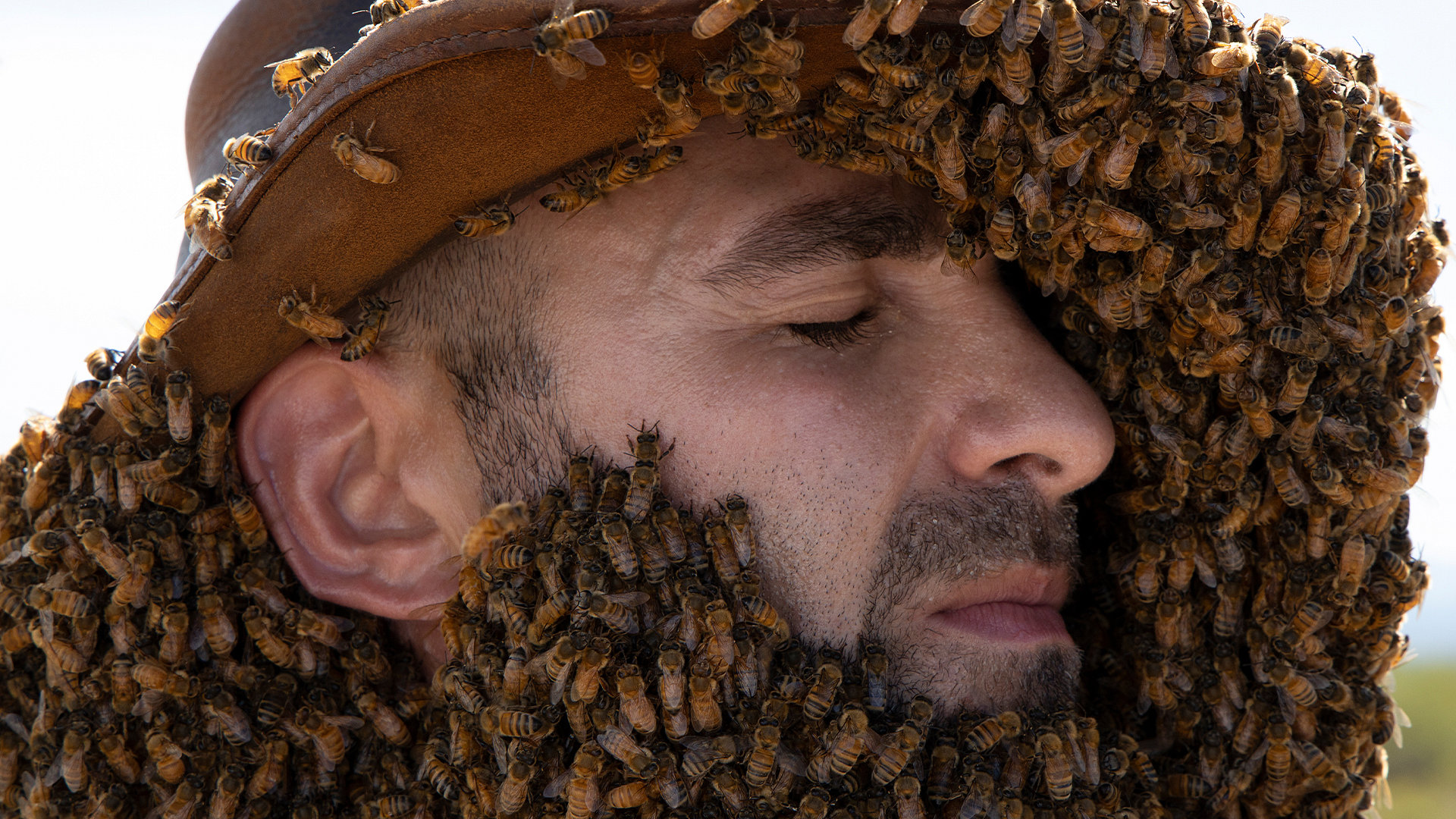 Swarmed By Killer Bees