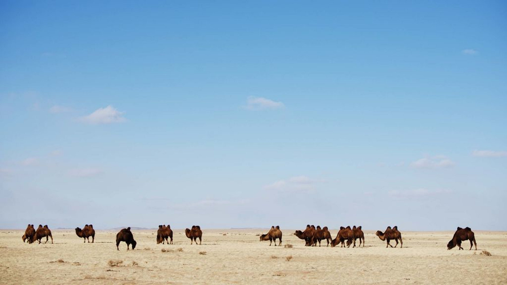 Villi Mongolia: Äärimmäisyyksien maa