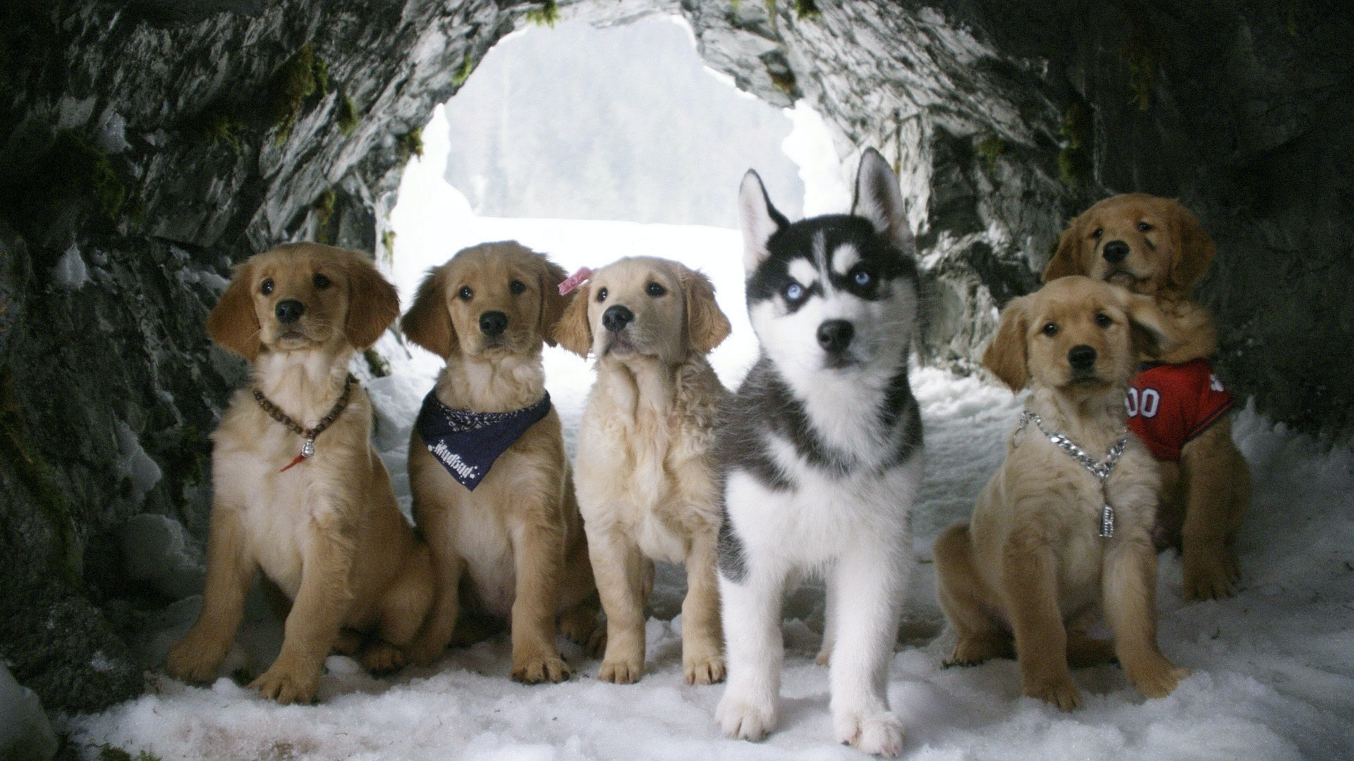 Snow Buddies - Valpene i Alaska