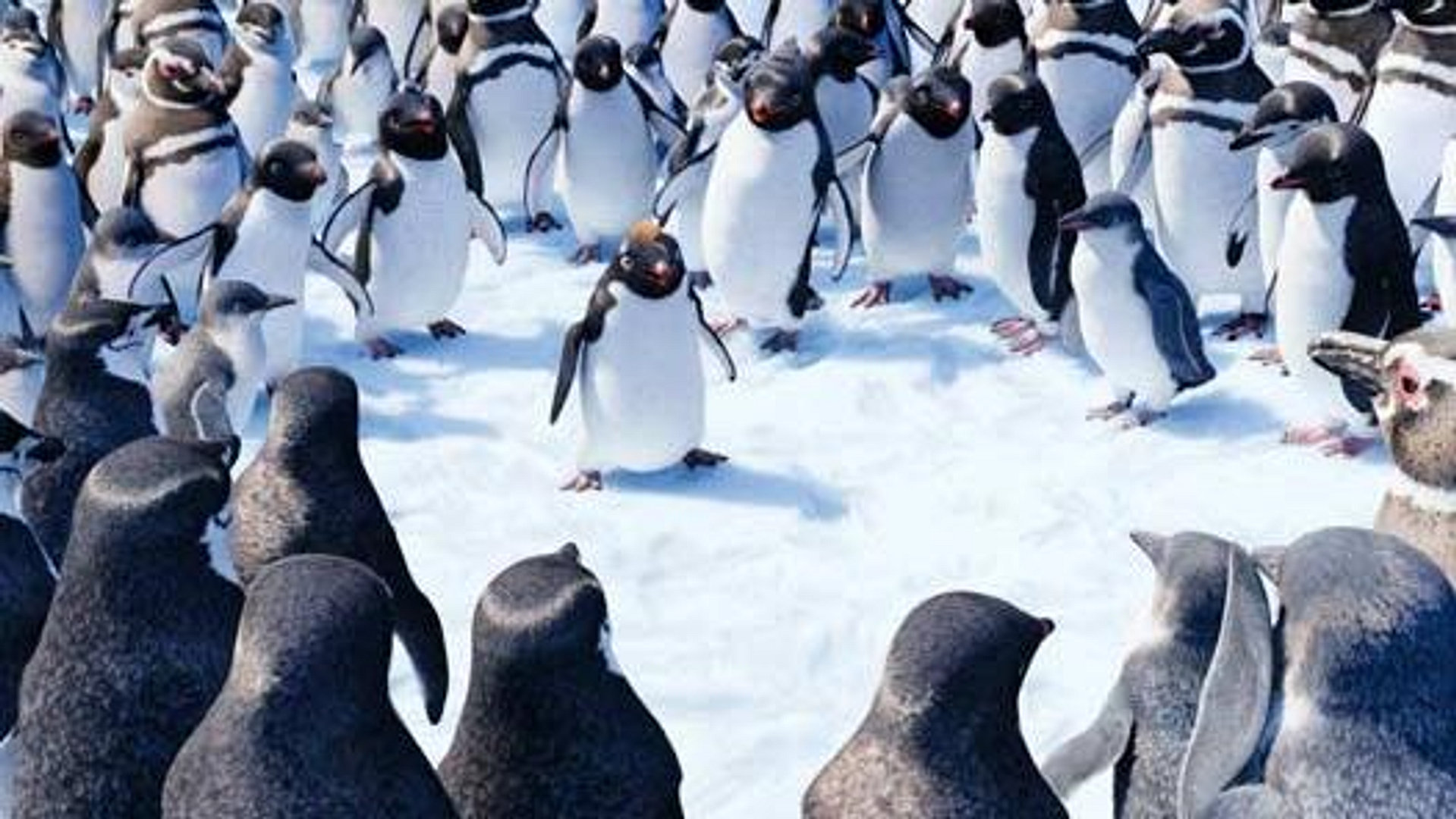 Happy Feet 2