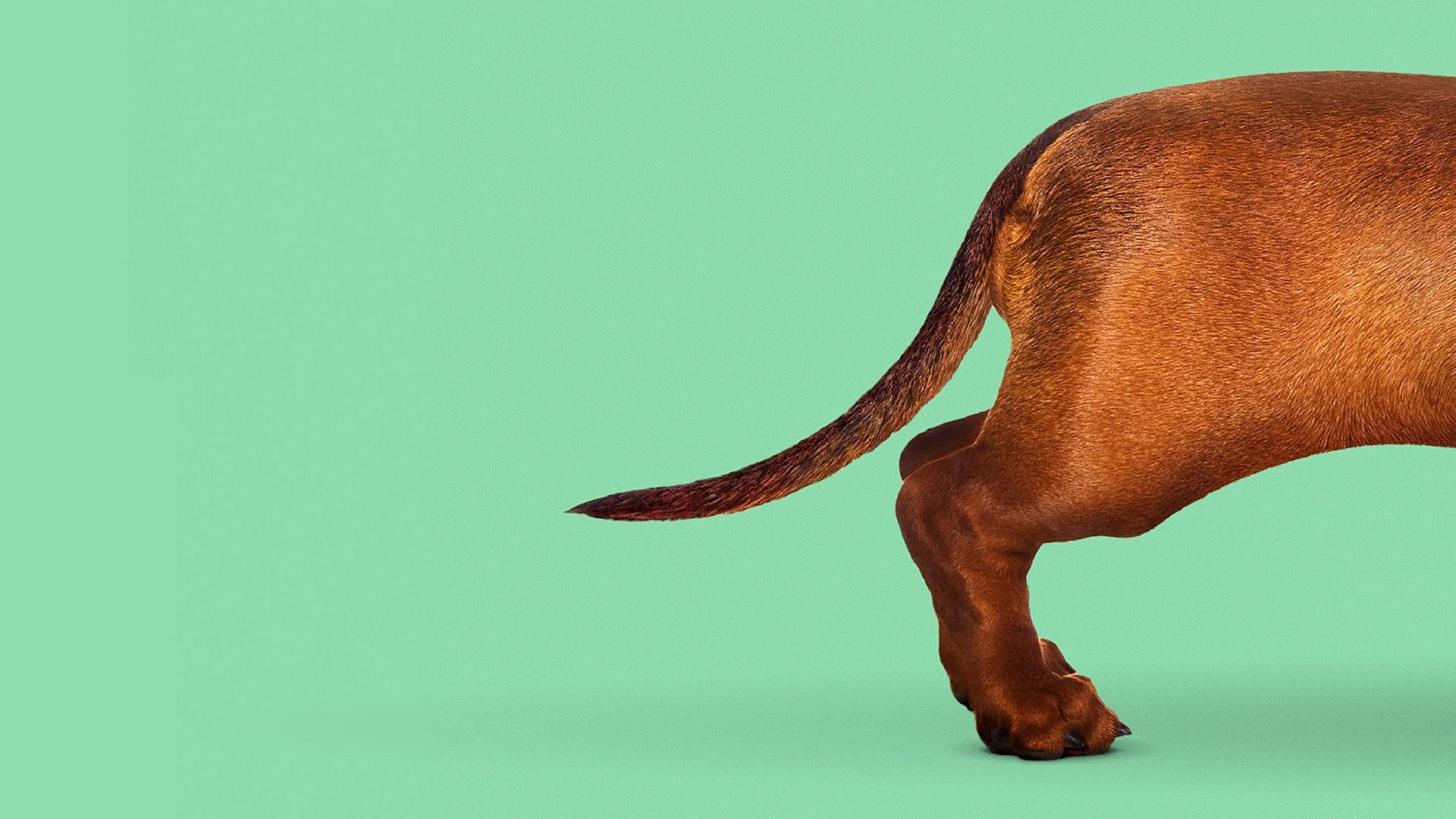 Wiener-Dog