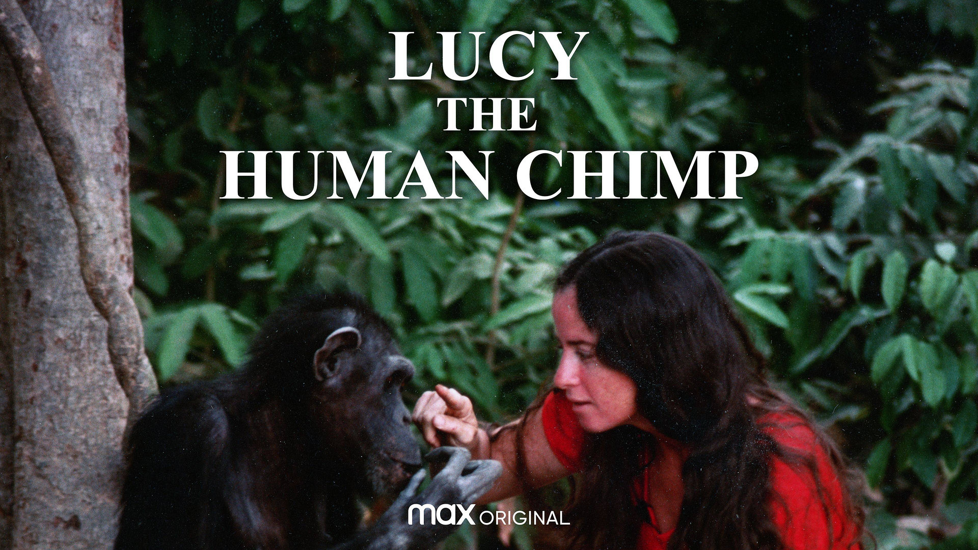 Lucy, the Human Chimp