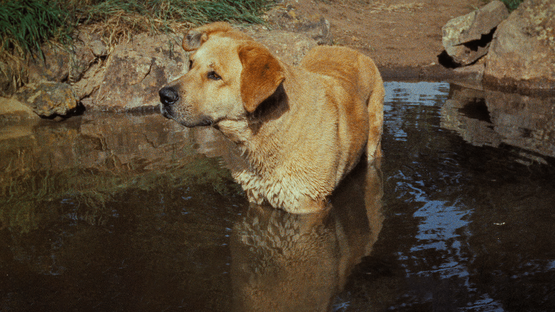 Old Yeller klarar allt