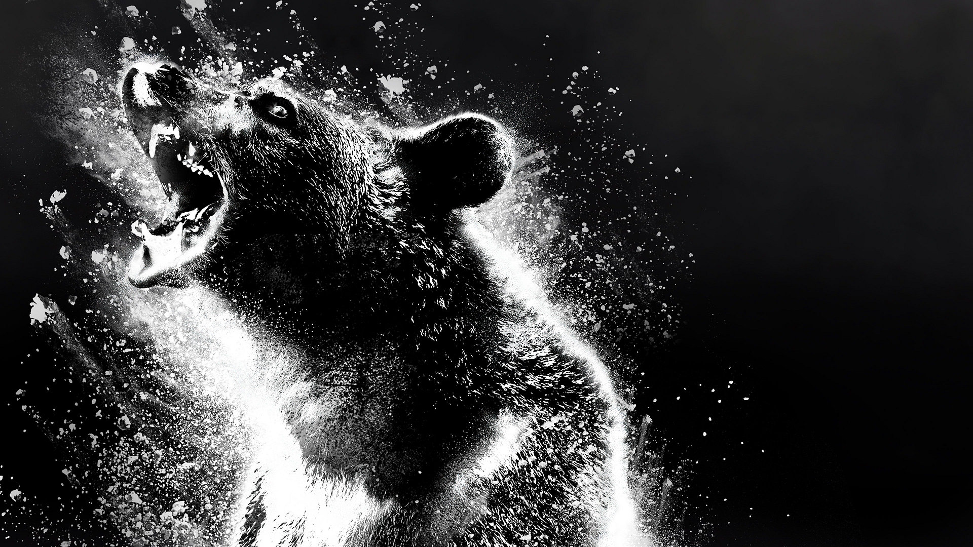 Cocaine bear