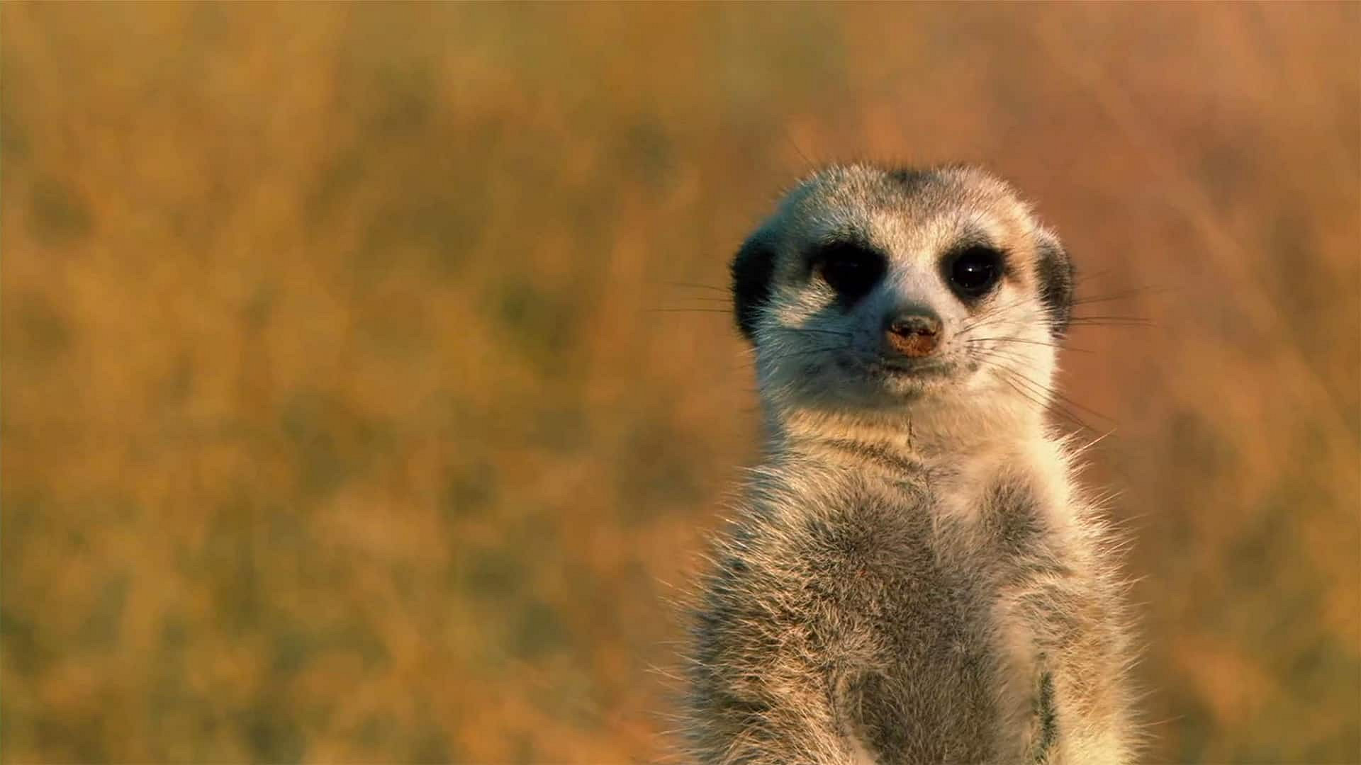 Meet the Meerkats