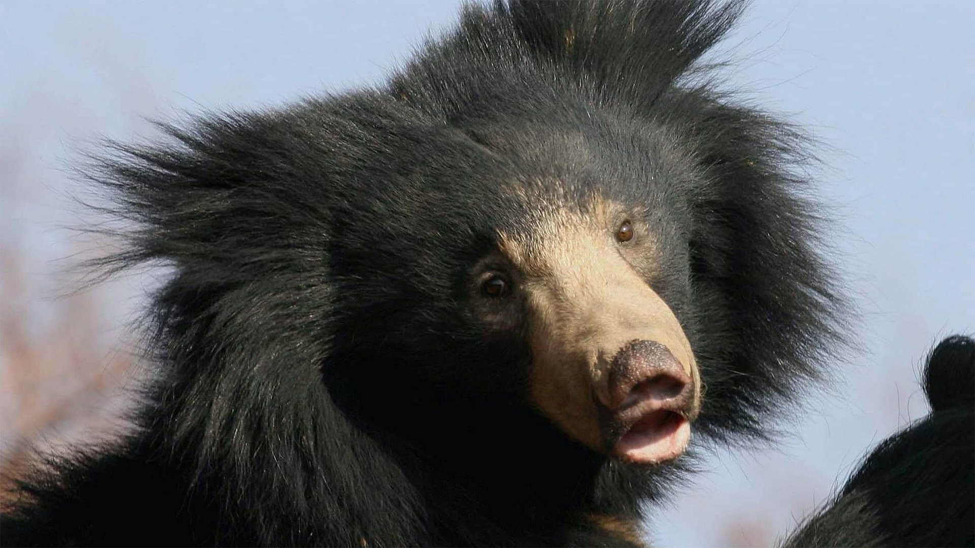 Sloth Bears: Birth Of A Prince