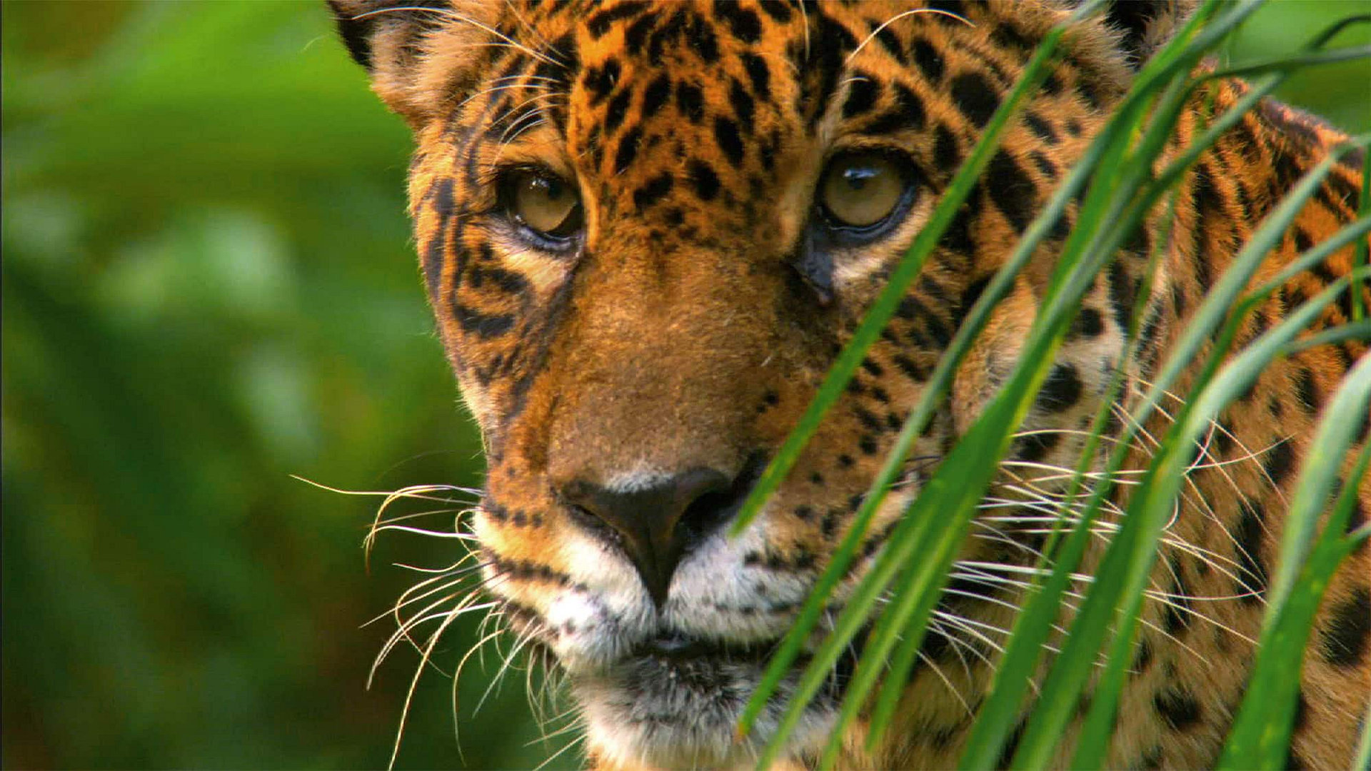 Jaguar: King Of The Jungle