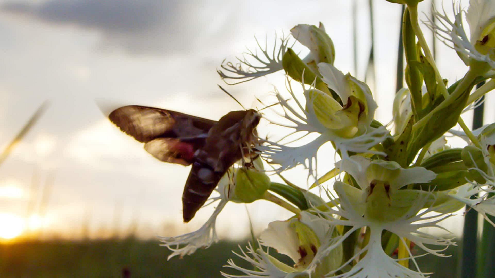 Grasslands: North America's Hidden Wilderness