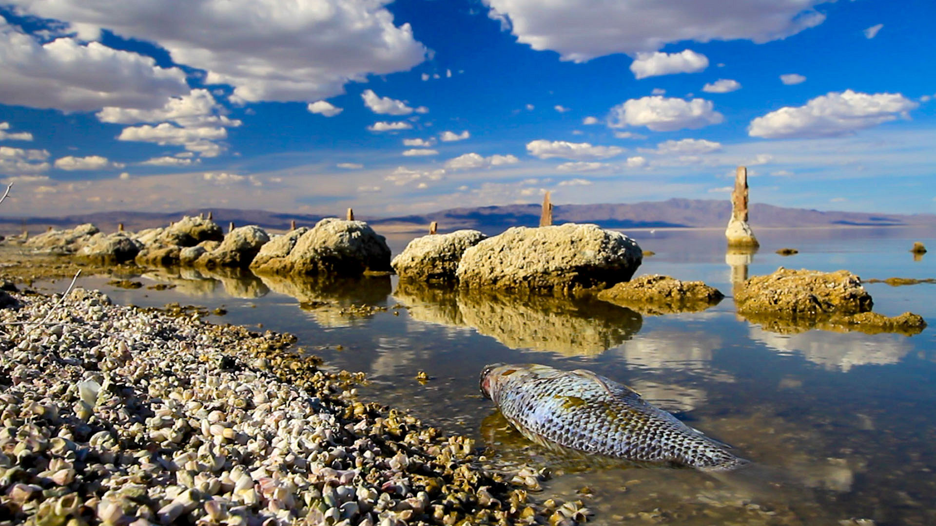 Breaking Point: The Disappearing Salton Sea, An Ecological Disaster